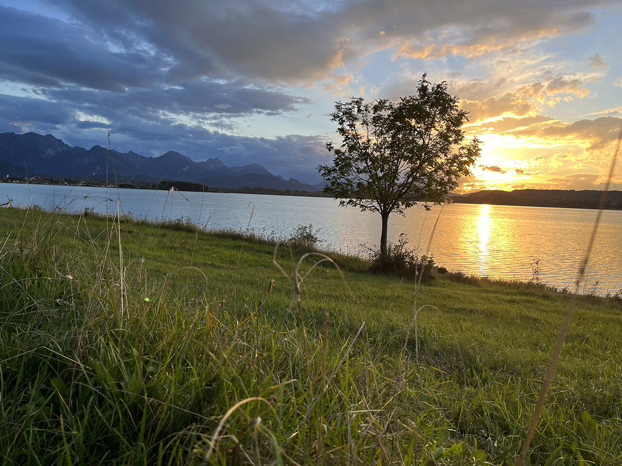 Ein einsamer Baum steht bei Sonnenuntergang am Forgensee, mit Bergen im Hintergrund und grasbewachsenem Vordergrund.